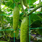 🌱A-образна градинска пергола за катерливи растения🥒